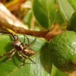 Pseudemathis trifida - Eden-BrasPanon-16-02-2017