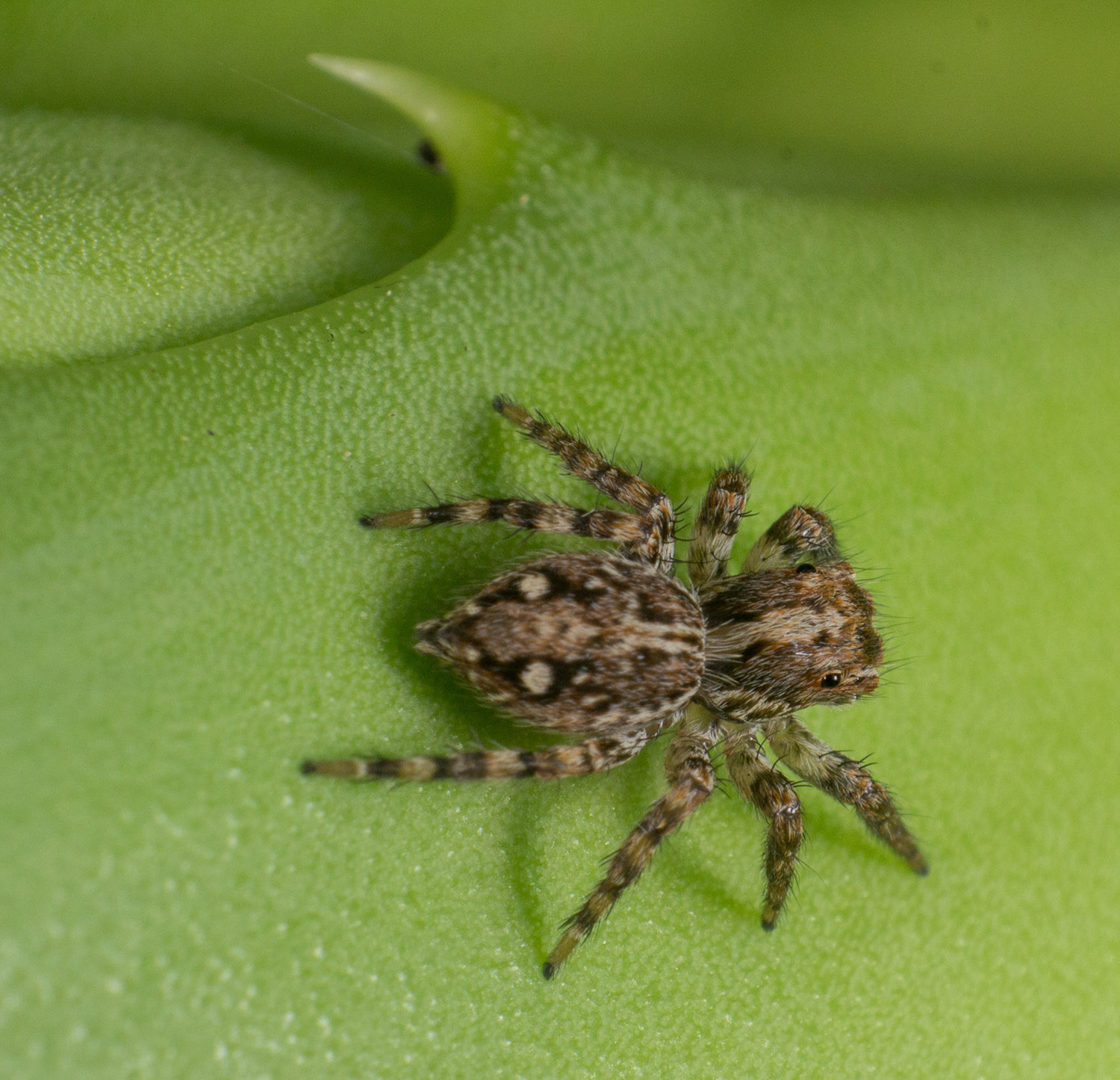 Résultat de recherche d'images pour "araignée sauteuse plexipus"