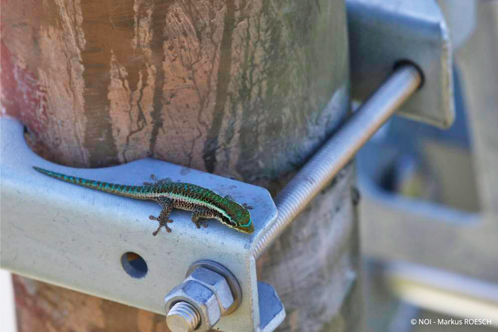 Gecko vert de Bourbon - Département de La Réunion