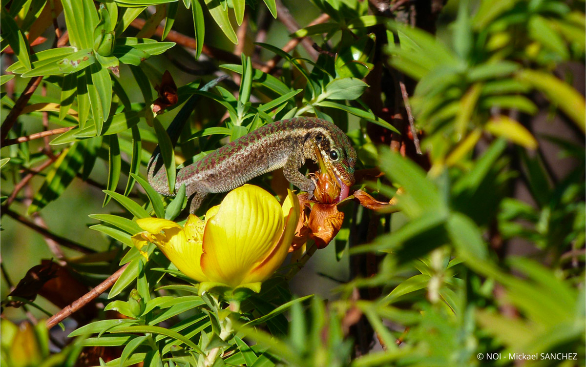 Gecko vert de Bourbon - Département de La Réunion