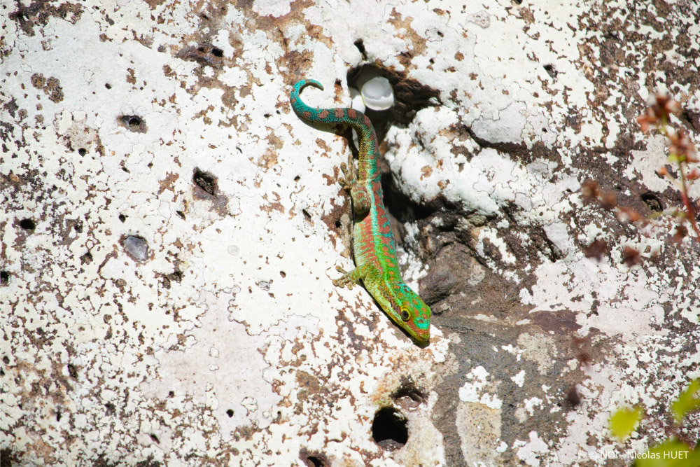 Gecko vert de Bourbon - Département de La Réunion