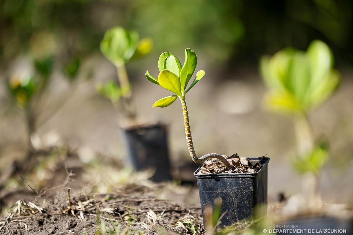 Plan 1 million d'arbres 