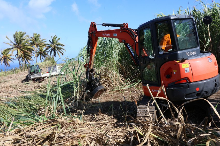 exploitation d'un champ de canne à sucre par un engin agricole