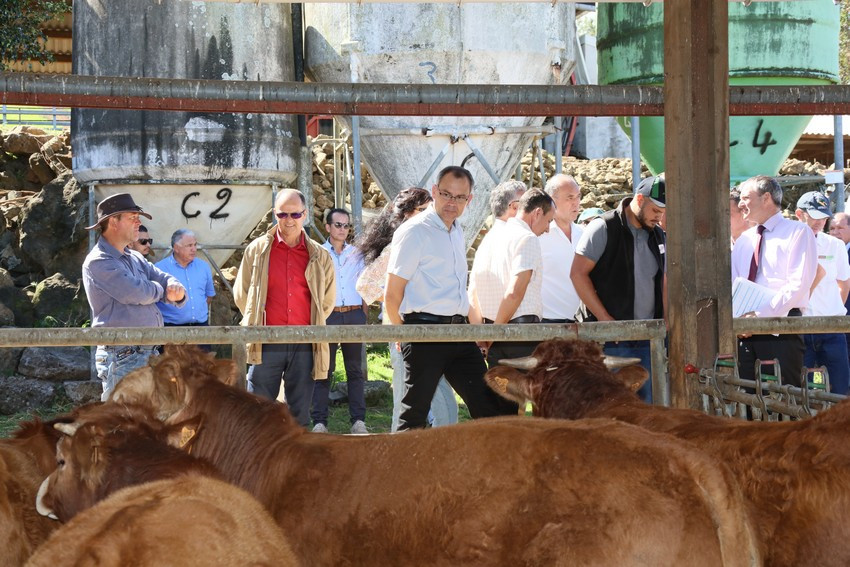 visite d'un élevage de bovins à Grand-Bois les Hauts